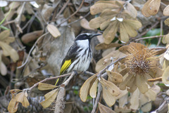 Phylidonyris niger