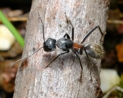 Myrmophyma