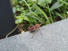Leptoglossus occidentalis