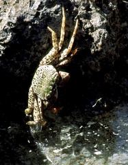 Grapsus