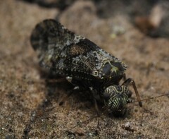 Nimbopsocus australis