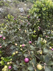 Syzygium legatii