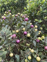 Syzygium legatii