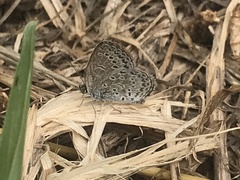 Pseudozizeeria maha okinawana