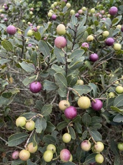 Syzygium legatii