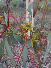 Eucalyptus accedens