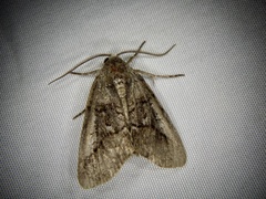 Protomiselia bilinea