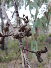 Eucalyptus accedens