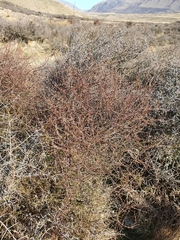 Coprosma intertexta