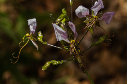 Aneilema hockii image