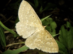 Synegia hadassa