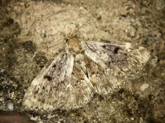 Diomea cremata