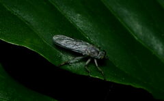 Ommatiini