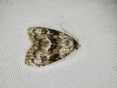 Meganola bryophilalis