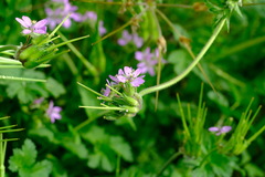 Erodium moschatum