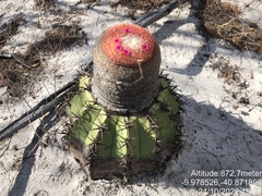Melocactus pachyacanthus