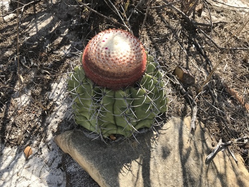 Melocactus pachyacanthus