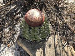 Melocactus pachyacanthus