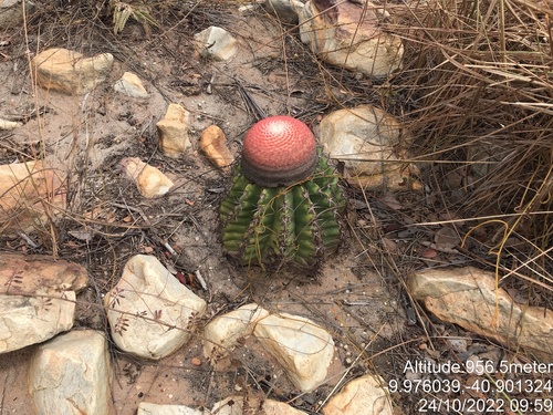 Melocactus pachyacanthus