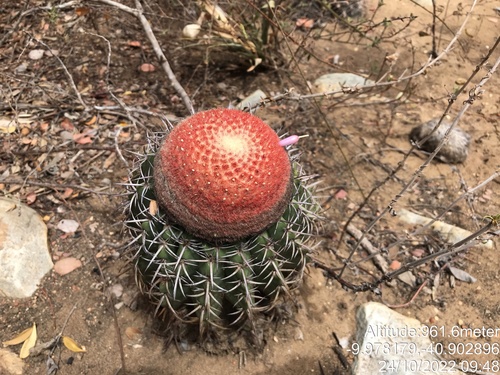 Melocactus pachyacanthus