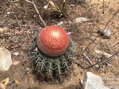 Melocactus pachyacanthus