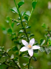 Philotheca verrucosa