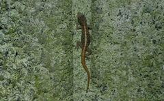 Cnemaspis yercaudensis