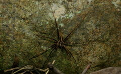 Africactenus