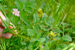 Erodium moschatum
