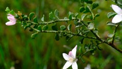 Philotheca verrucosa