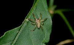 Thelcticopis