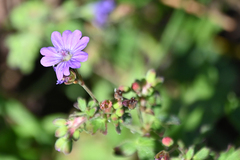 Geranium pyrenaicum