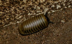 Arthrosphaera