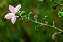 Philotheca verrucosa