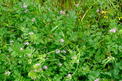 Erodium moschatum