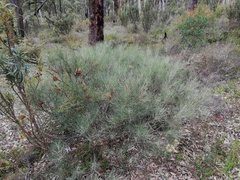 Banksia sphaerocarpa