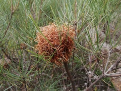 Banksia sphaerocarpa