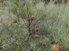 Banksia sphaerocarpa