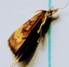 Pyrausta californicalis