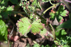 Geranium pyrenaicum