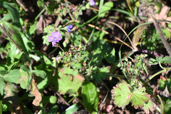 Geranium pyrenaicum