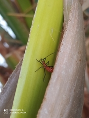 Leptoglossus gonagra