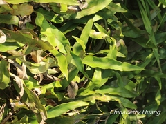 Pyrrosia lingua