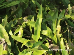 Pyrrosia lingua
