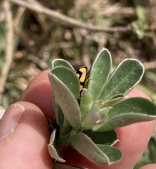 Cheilomenes sulphurea