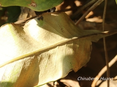 Pyrrosia lingua