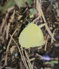 Eurema mandarina