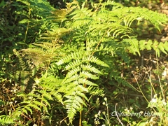 Pteridium aquilinum latiusculum