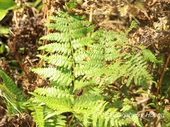 Pteridium aquilinum latiusculum