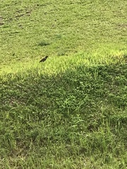 Acridotheres javanicus